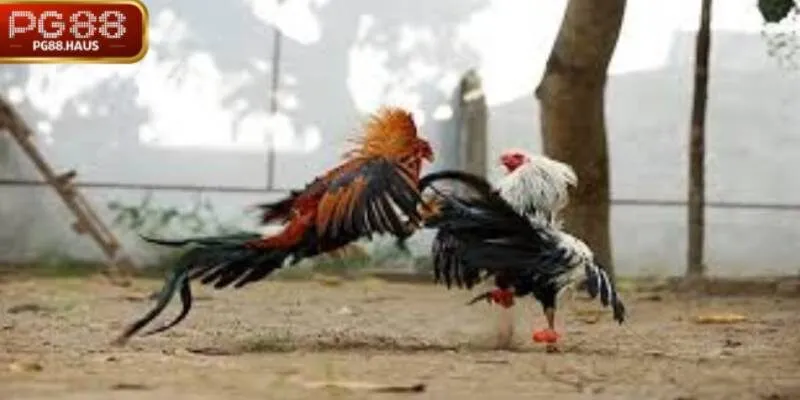 Giới thiệu về sảnh ODIN GAME COCK tại PG88