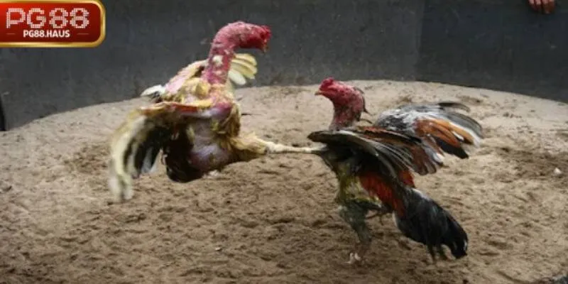 Luật chơi ODIN GAME COCK chi tiết