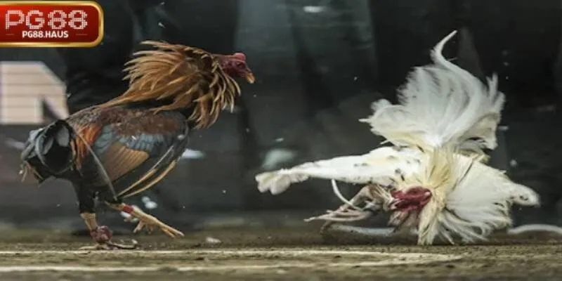 Hướng dẫn cách chơi ODIN GAME COCK tại PG88